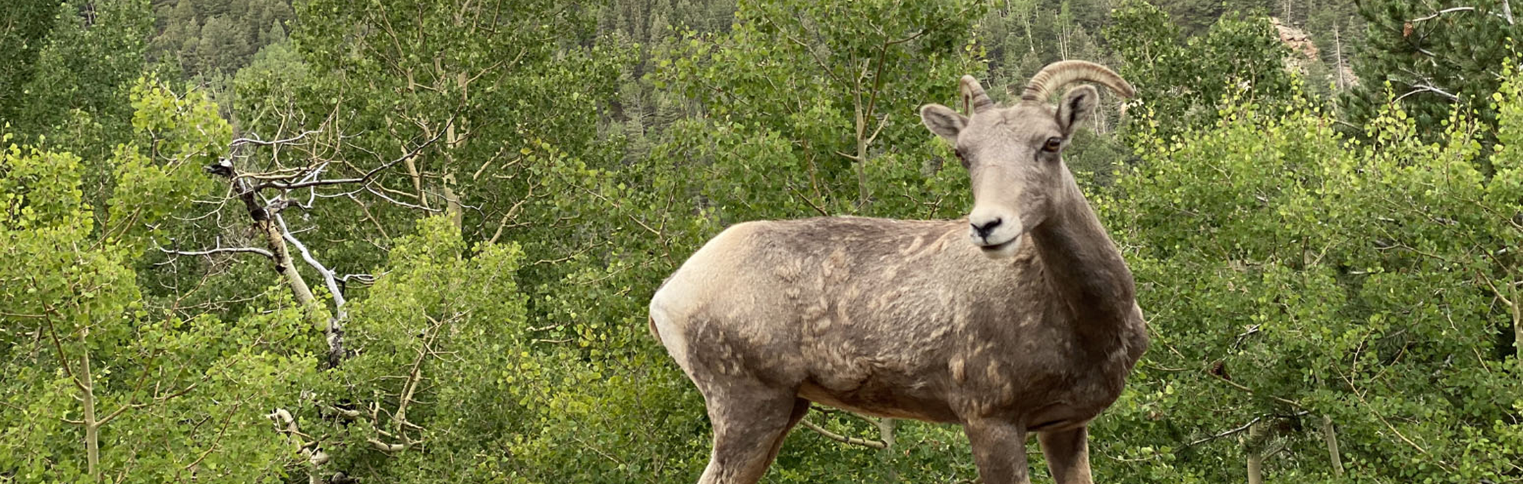 Big Horn Sheep - photo by Theresa Kilgore